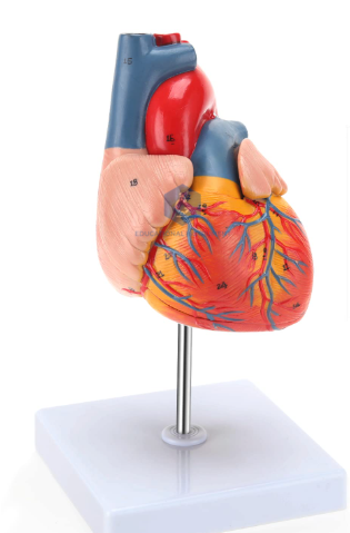 Human Heart (made of ABS)